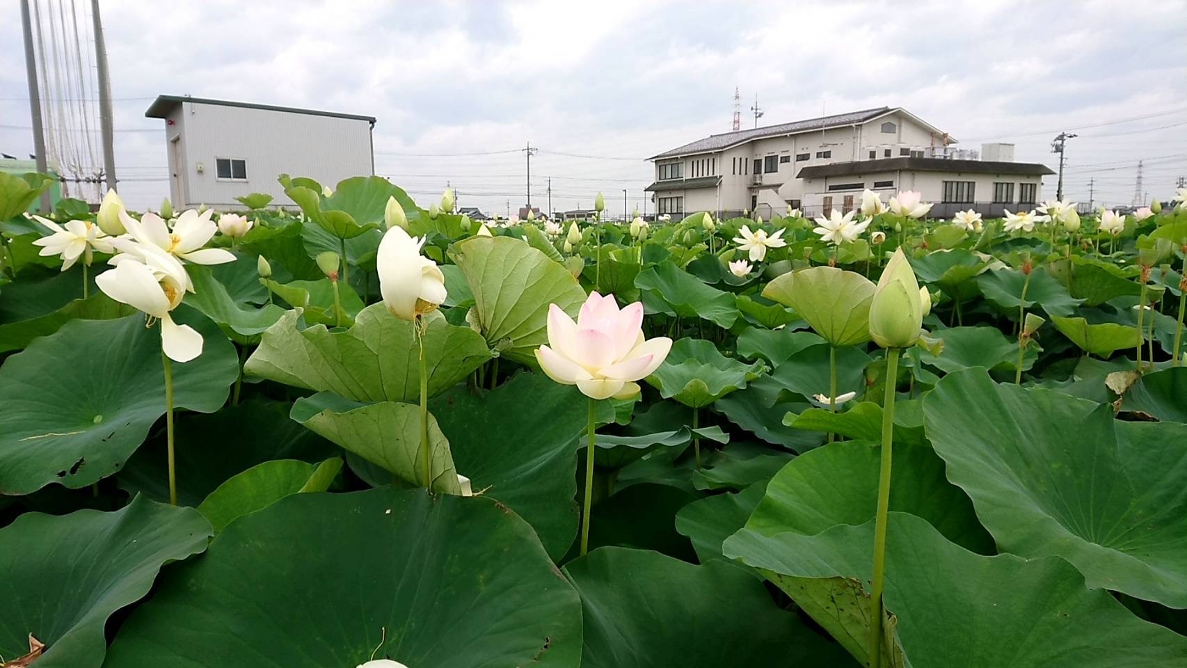レンコンの花見頃です れんこん 清水食品株式会社ホームページ